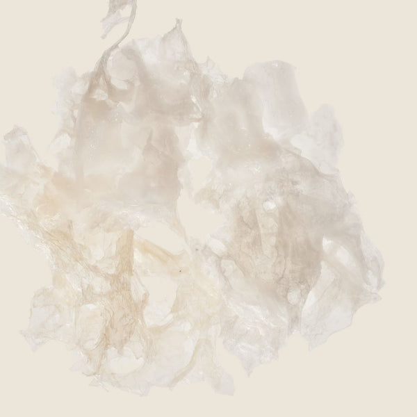 Snow Mushroom & Adaptogenic Mushrooms